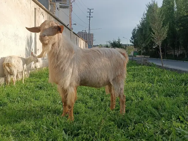 Таккаи руси, Куляб