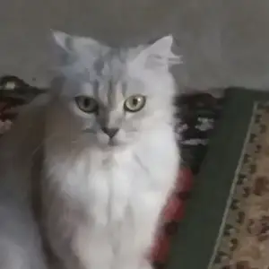 Гурба, Душанбе