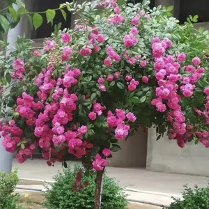Штамбовая роза, Душанбе