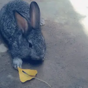 Харгуш, Джами