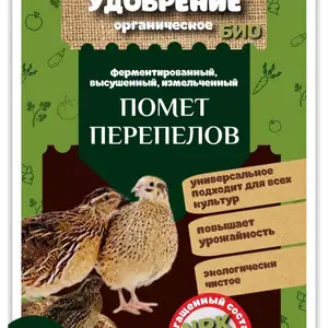 Поруи бедона, Худжанд