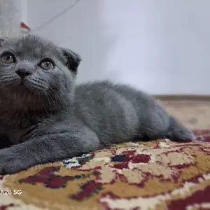 Шотландский котёнок мальчик, Душанбе