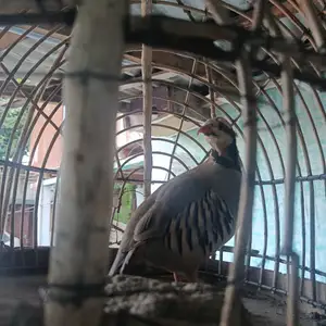 Кабк, Душанбе
