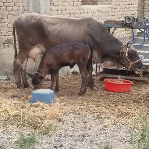 Гови оча бача, Худжанд