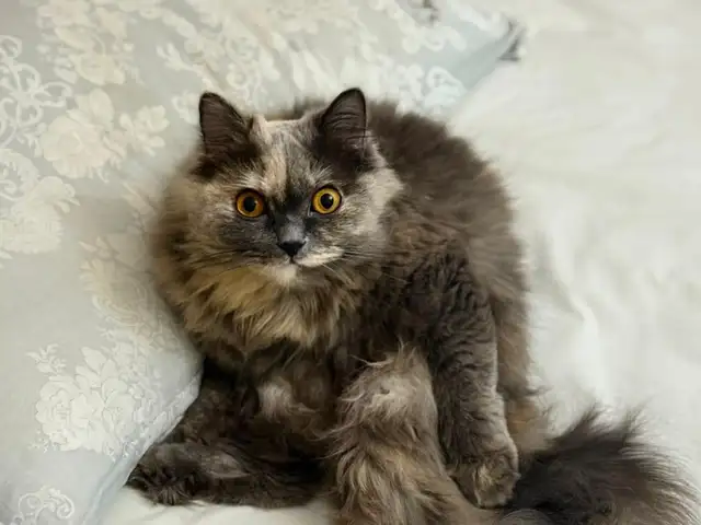 Кошку в хорошие руки, Душанбе