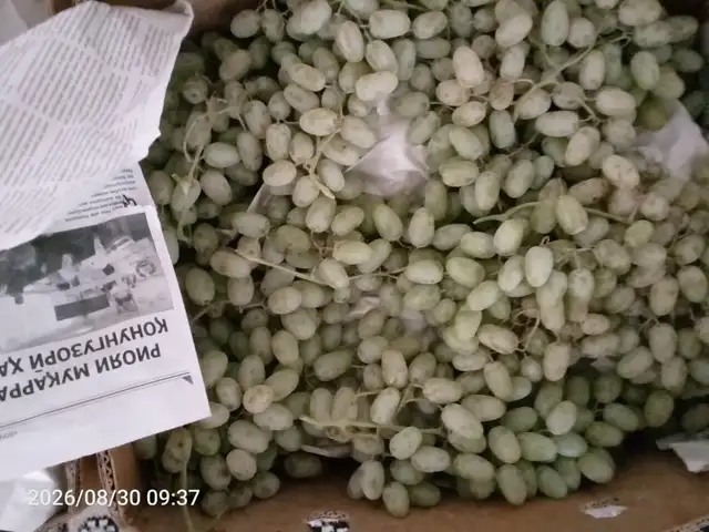 Ангури регар, Душанбе