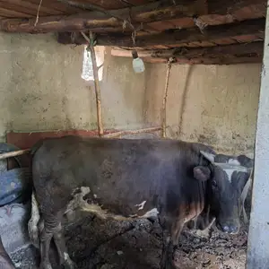 Гов, Душанбе