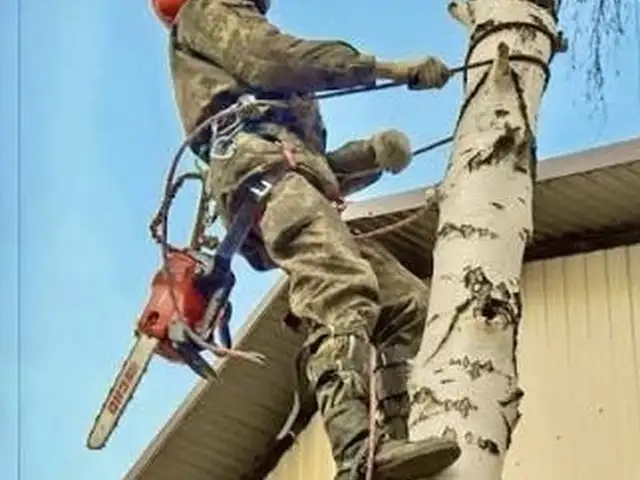 Услуги бензопилы, Хуҷанд