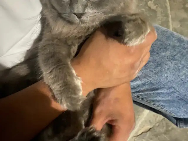 Кот на вязку, Душанбе