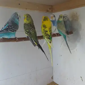 Попугай, Душанбе