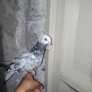 Кабутарҳо, Душанбе
