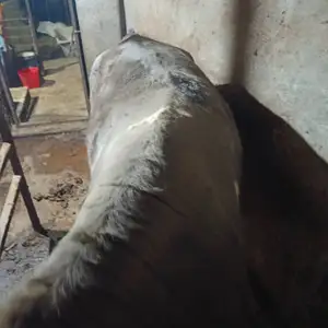 Буқа, Душанбе