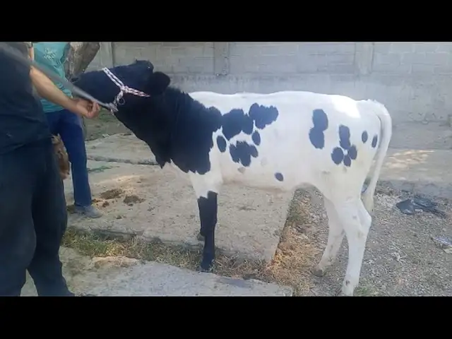 Гуночини чёрный пестр, Матча