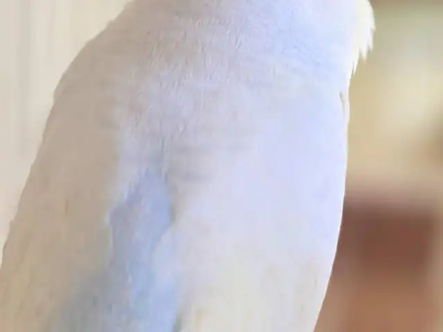 Попугай, Душанбе
