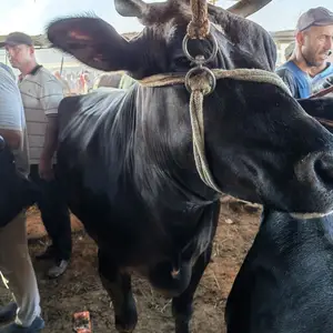 Гов, Худжанд