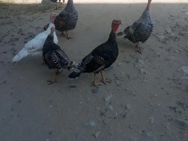 Индюк, Душанбе