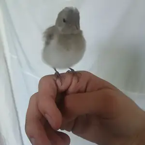Саъба, Душанбе