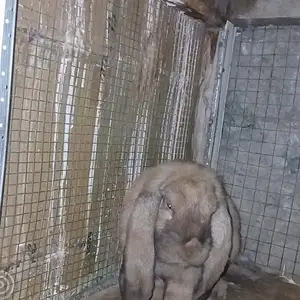 Кролик Французский баран, Худжанд