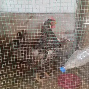Мокиён тухмкун, Канибадам
