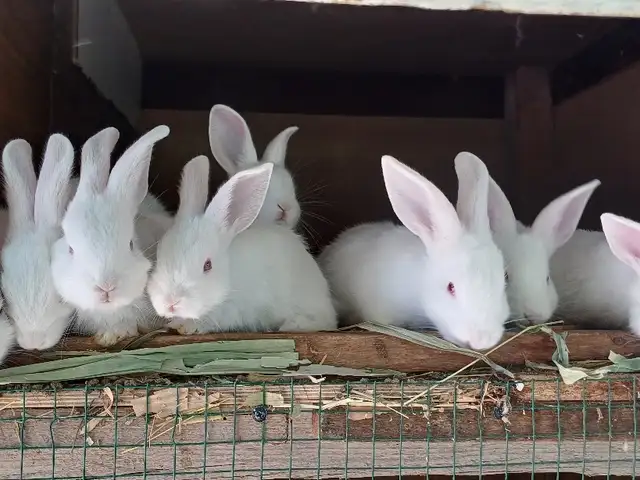 Харгуш, Душанбе