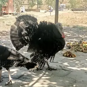Индюк хуруз, Истаравшан