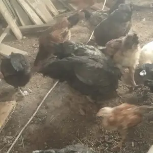 Мург ва чучахои хонаги, Душанбе
