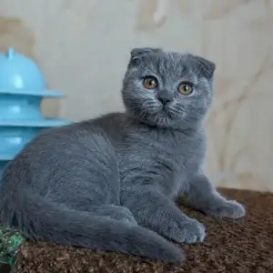 Шотландская Самка, Душанбе