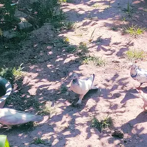 Кафтарои покистони, Душанбе