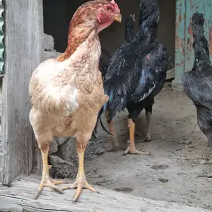 Тухми дакан, Хуҷанд