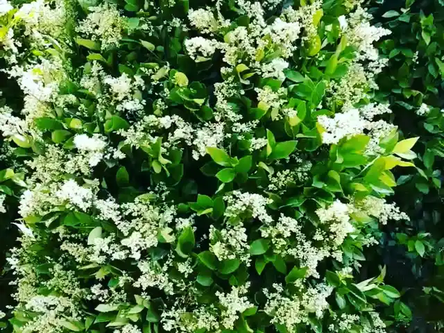 Дарахти Ёсуман, Душанбе