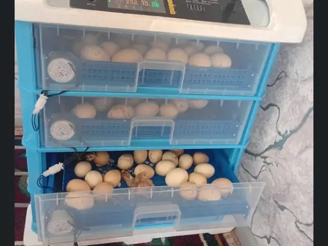 Инкубатор 520 дона, Рӯдакӣ