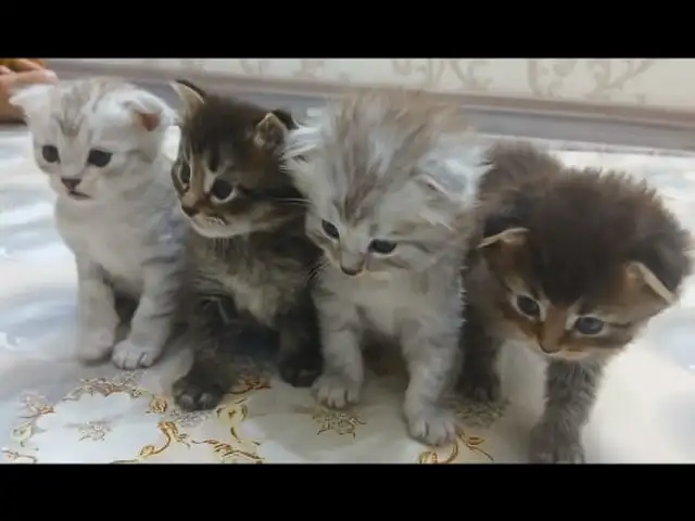 Котята, Душанбе