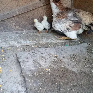 Чучаи дакан, Душанбе