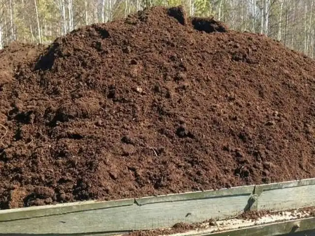 Навоз, Худжанд