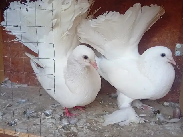 Кабӯтар, Исфара