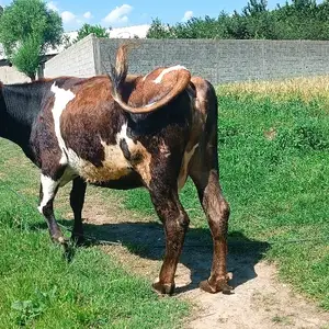 Гов, Вахдат