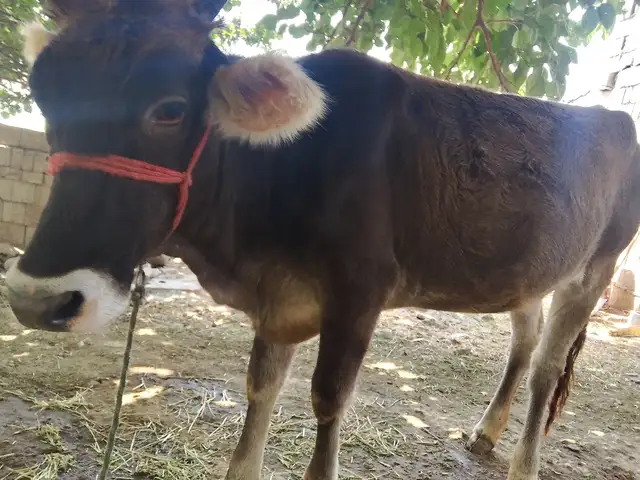 Гуночин, Душанбе