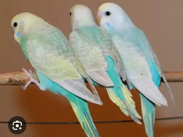 Попугай, Душанбе