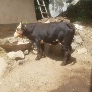 Буқа, Нурабад