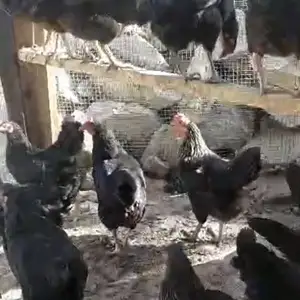 Мург, Истаравшан