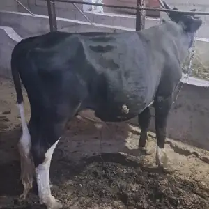 Букаи чорни пиёстр, Вахш