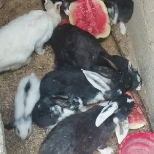 Харгуш, Душанбе