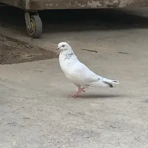 Голубь, Душанбе