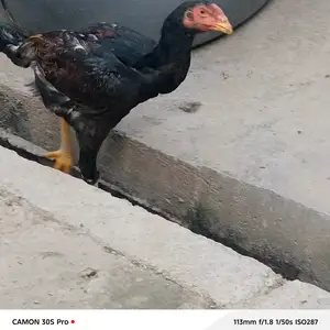 Дакани Узбеки, Шахринав