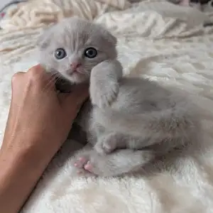 Шотландские вислоухие котята, Душанбе