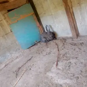 Харгуш, Пенджикент