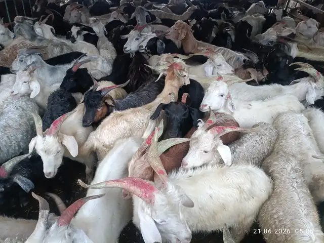 Буз, Душанбе