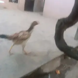 Дакан, Душанбе