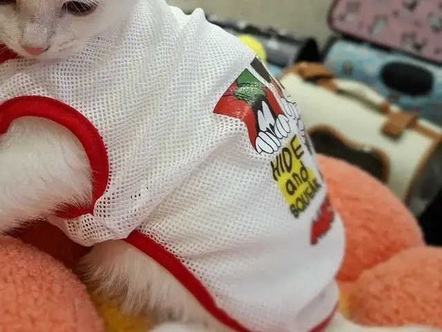 Шотландский котенок, Худжанд