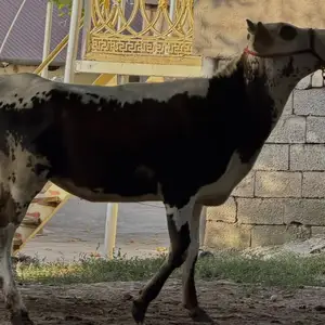 Гуночиги сурх алаи тоза, Душанбе